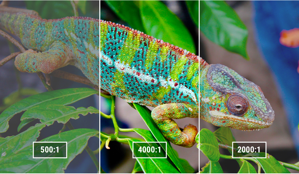 Iguana reprented with different contrast levels