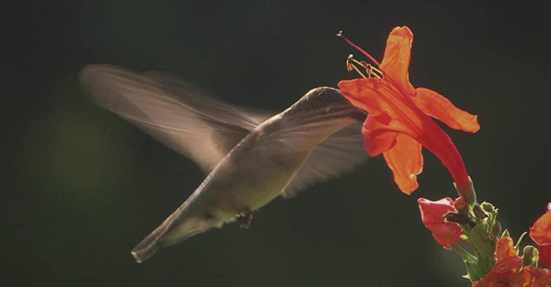 Hummingbirds Jeweled Messengers still
